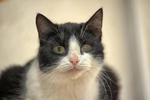 Trattamento del glaucoma nei gatti