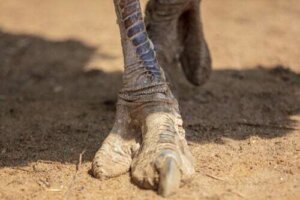 Il vorombe, l'uccello più grande della storia