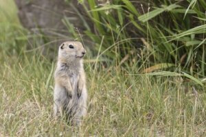 Lo scoiattolo Richardson: il tenero roditore delle praterie canadesi