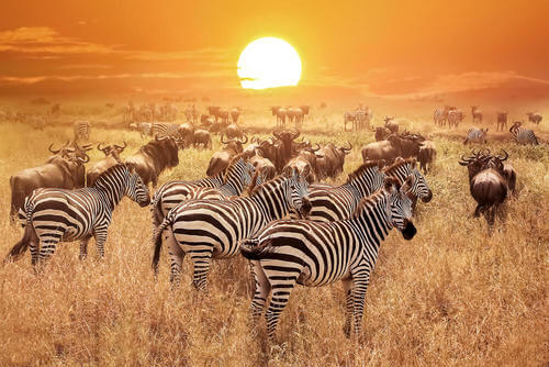 Zebre nella savana