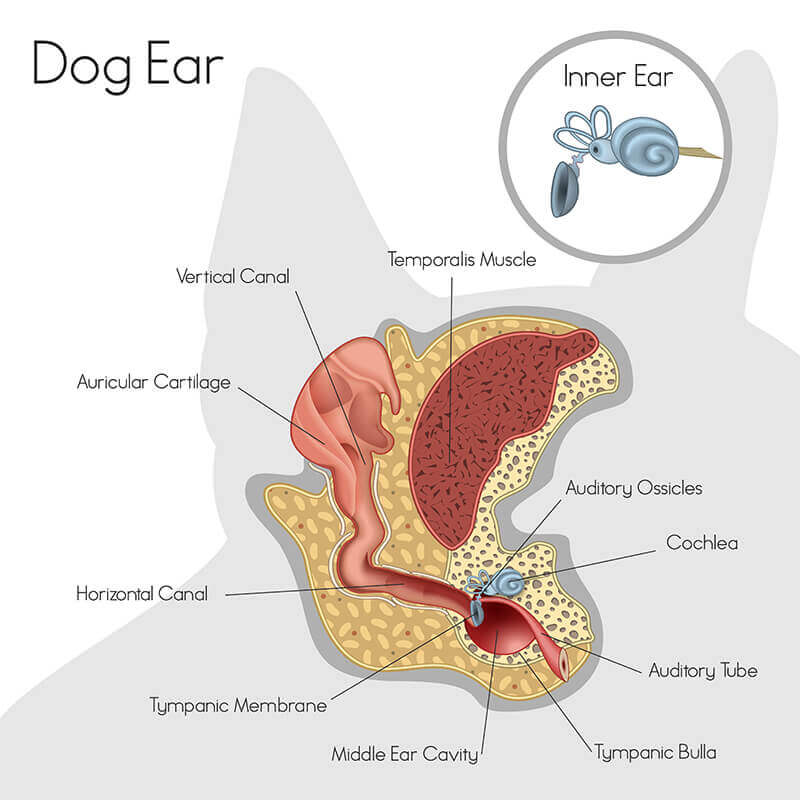 Anatomia dell'orecchio del cane