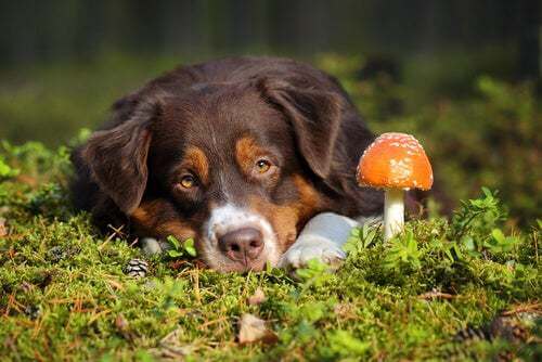 Cosa fare in caso di avvelenamento da funghi nei cani