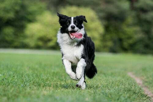 Border collie che corre