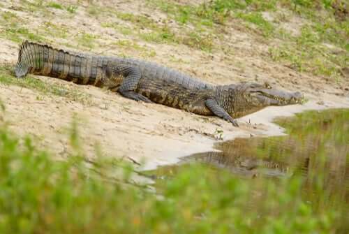 Il caimano jacarè, l'alligatore del Sud America lungo anche 3 metri