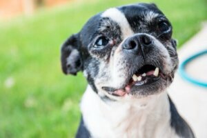 A un cane adulto cadono i denti, perché?