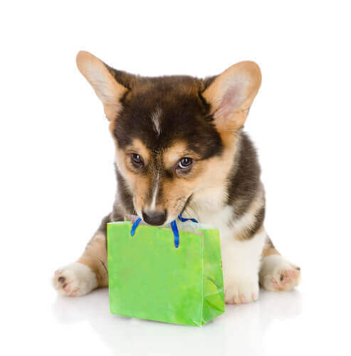 Cucciolo con un sacchetto regalo