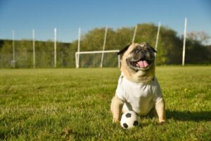 Animali e sport, aspetti legali e riforme