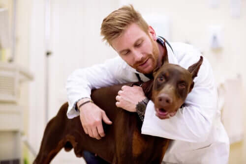se il cane soffre di mal di stomaco, è importante farlo visitare dal veterinario