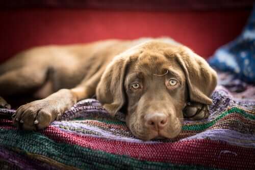 Cane malato sdraiato