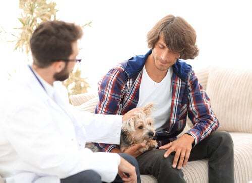 L'iperparatiroidismo nei cani: sintomi e trattamento