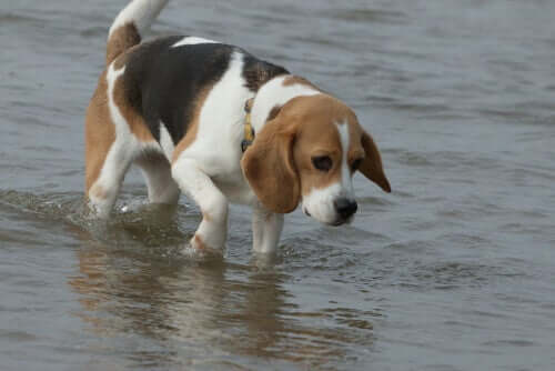 Cane in acqua a spiaggia
