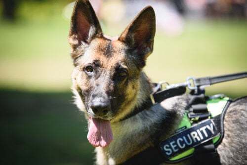 La vita dei cani poliziotto dall'addestramento al pensionamento