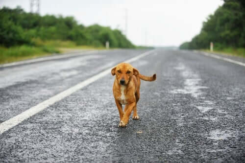 Cane vaga in mezzo alla strada