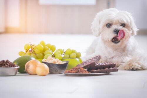 Alimenti tossici per cani