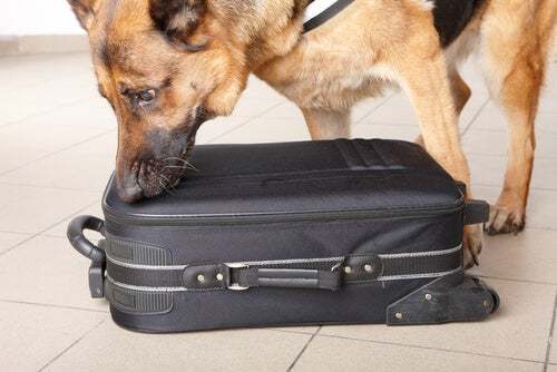 Cane che annusa una valigia