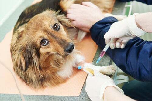 Trombofilia nei cani: cos’è e a cosa è dovuta?
