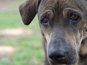 I cani piangono come gli umani? Scopriamolo