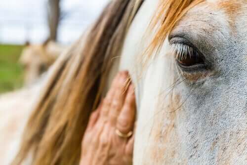 I cavalli possono interpretare le emozioni