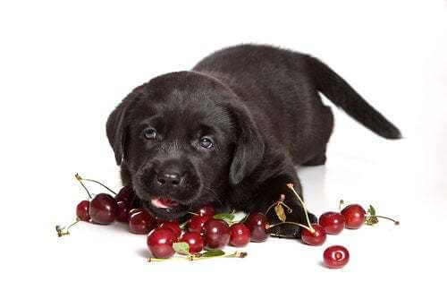 Le ciliegie sono tra gli alimenti tossici per i cani