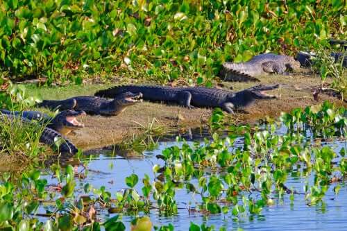 esemplari di caimano jacarè su una riva
