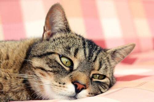 Colpo di calore nei gatti: gatto dall'aria sofferente