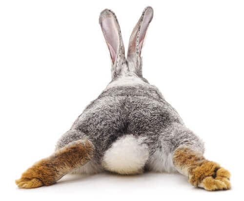 Il vostro coniglio ha la diarrea: che fare?