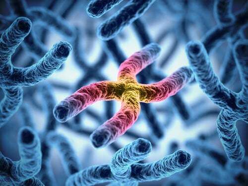 I cromosomi influenzano la longevità del cane