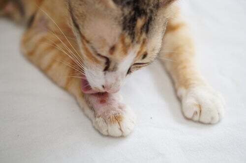 Le croste nei gatti: sintomi e trattamento