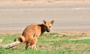 Problemi di digestione nei cani: trattamento e prevenzione
