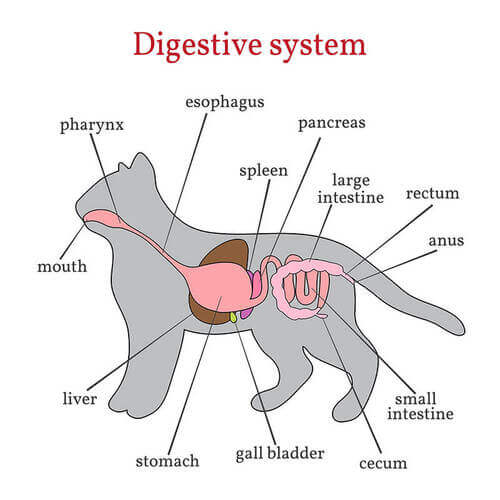 Componenti del sistema digestivo dei gatti