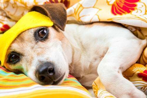 I cani possono soffrire di disturbi del sonno?