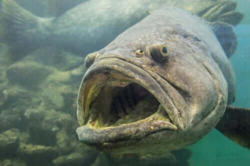 Esemplare di epinephelus itajara