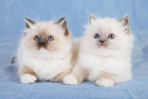 Coppia di gatti ragdoll