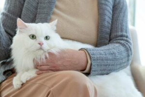 Come cambia il comportamento di un gatto che invecchia