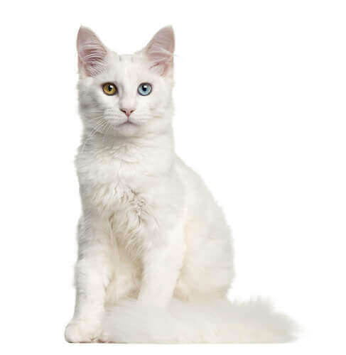 Gatto bianco con occhi di colore diverso