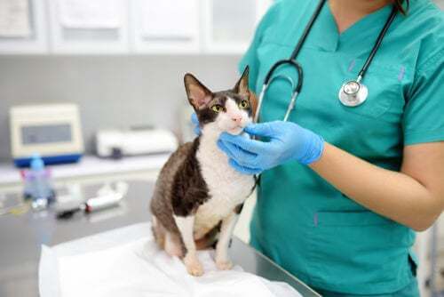 Polizza medica per il gatto: è necessaria?