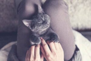 Quanto tempo devono dormire i gatti?