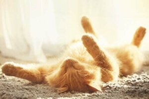 Come sapere se il vostro gatto soffre il caldo in estate