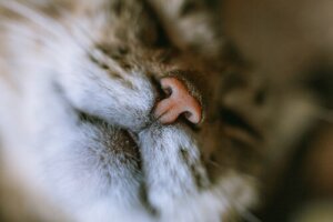 Il gatto respira male: che devo fare?