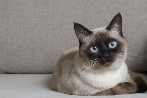 Gatto siamese sdraiato