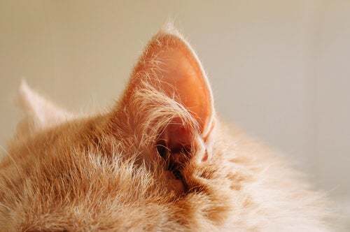 5 consigli per prendersi cura di un gatto sordo