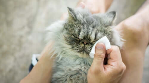 6 cause di problemi oculari nei gatti