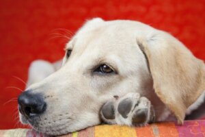 Letargo nei cani: quali sono le cause?