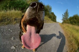 5 possibili cause dell'alitosi nei cani