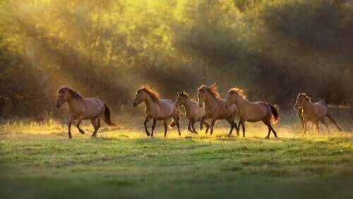 Cavalli liberi che corrono