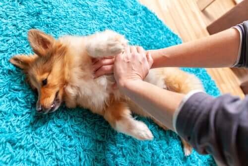 massaggio cardiaco al cane