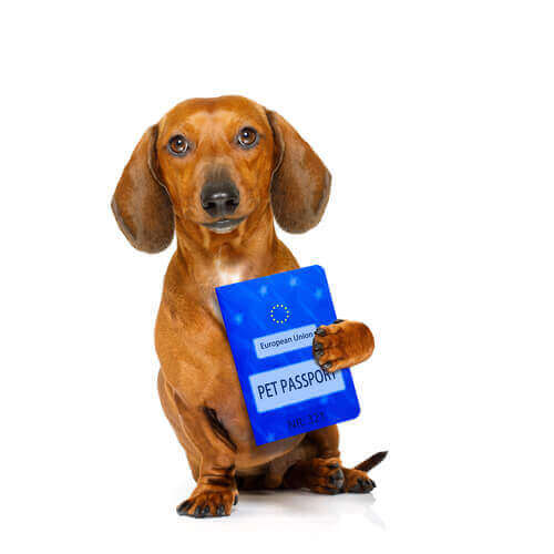 per attraversare la dogana con un cane è necessario il passaporto europeo per gli animali da compagnia