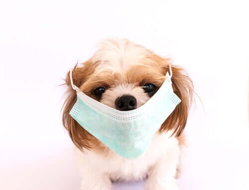 Le patologie canine più contagiose