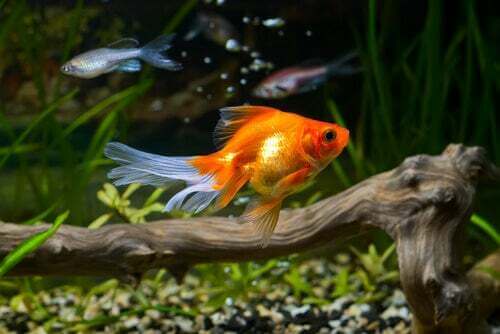 Il pesce rosso ha bisogno di acqua pulita per sopravvivere?