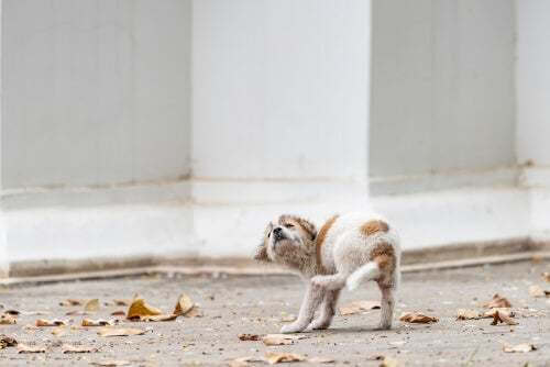 Scabbia nei cuccioli: cause e sintomi